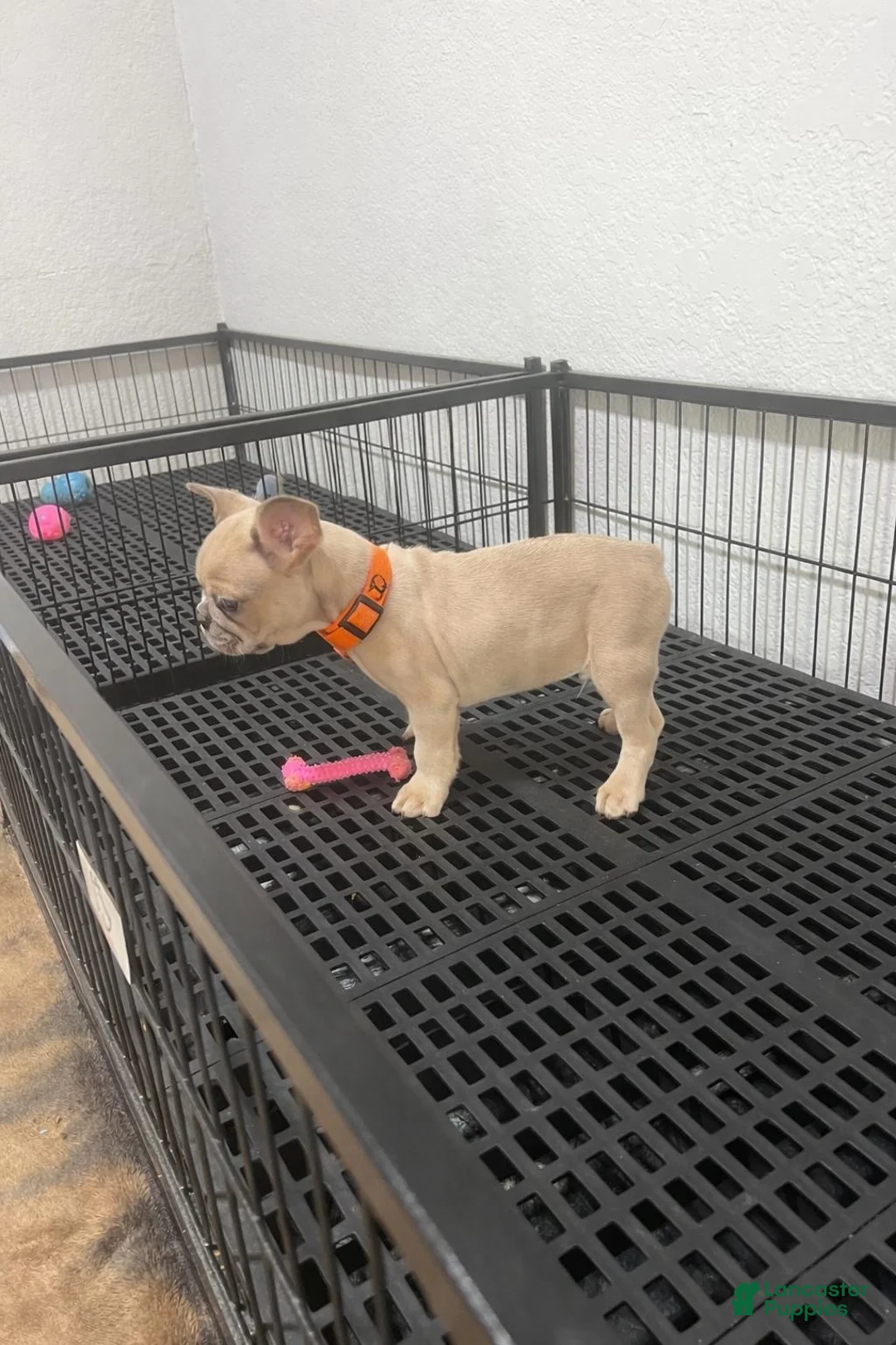 French Bulldog dogs for sale: Cody  - Ad 3