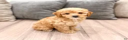 Miniature Poodle dogs for sale: Blaze - Ad 3