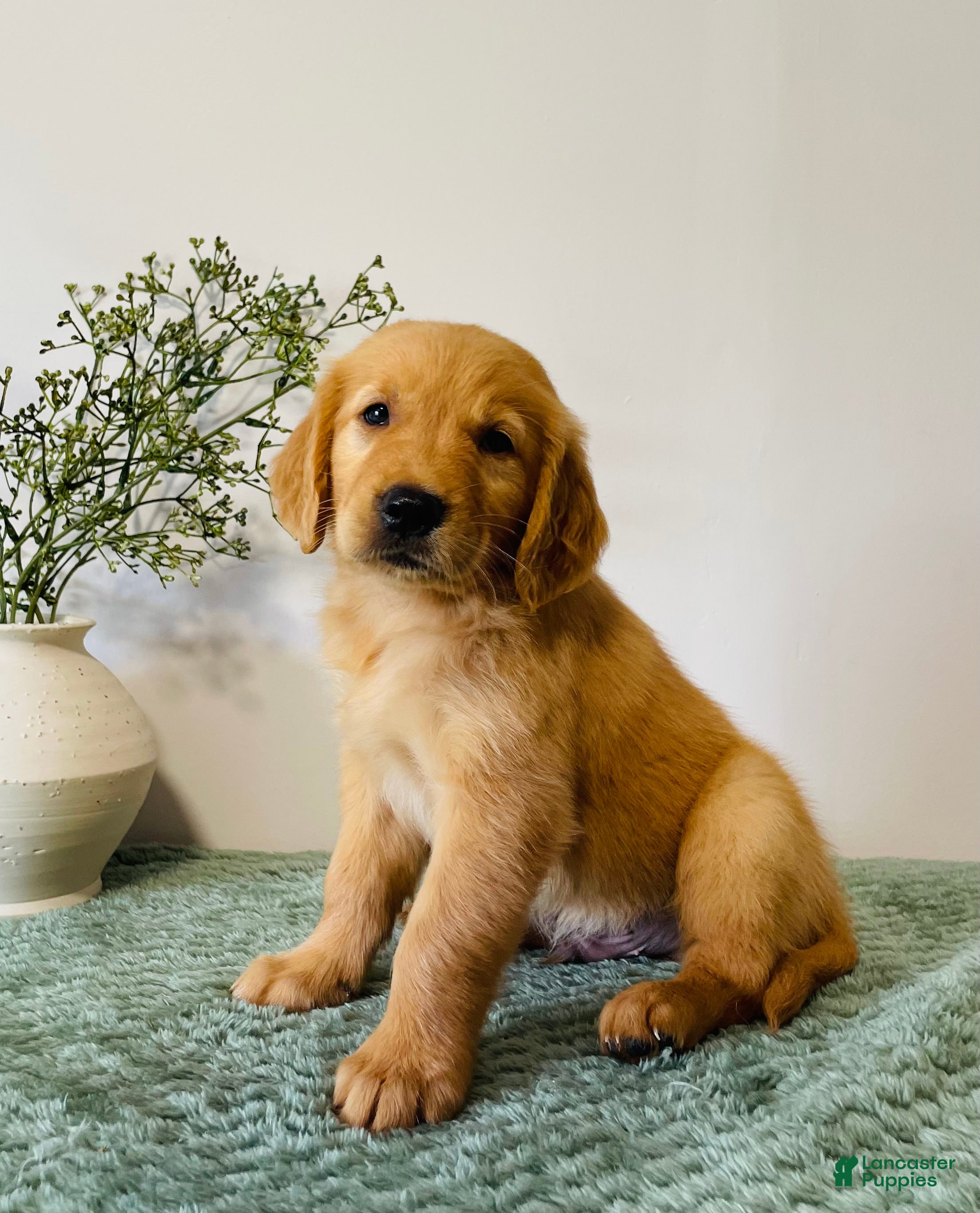 Golden Retriever dogs Duke - Ad 1