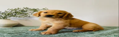 Duke