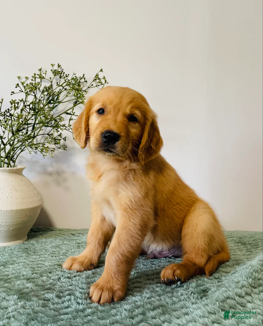 Golden Retriever dogs for sale: Duke - Ad 1