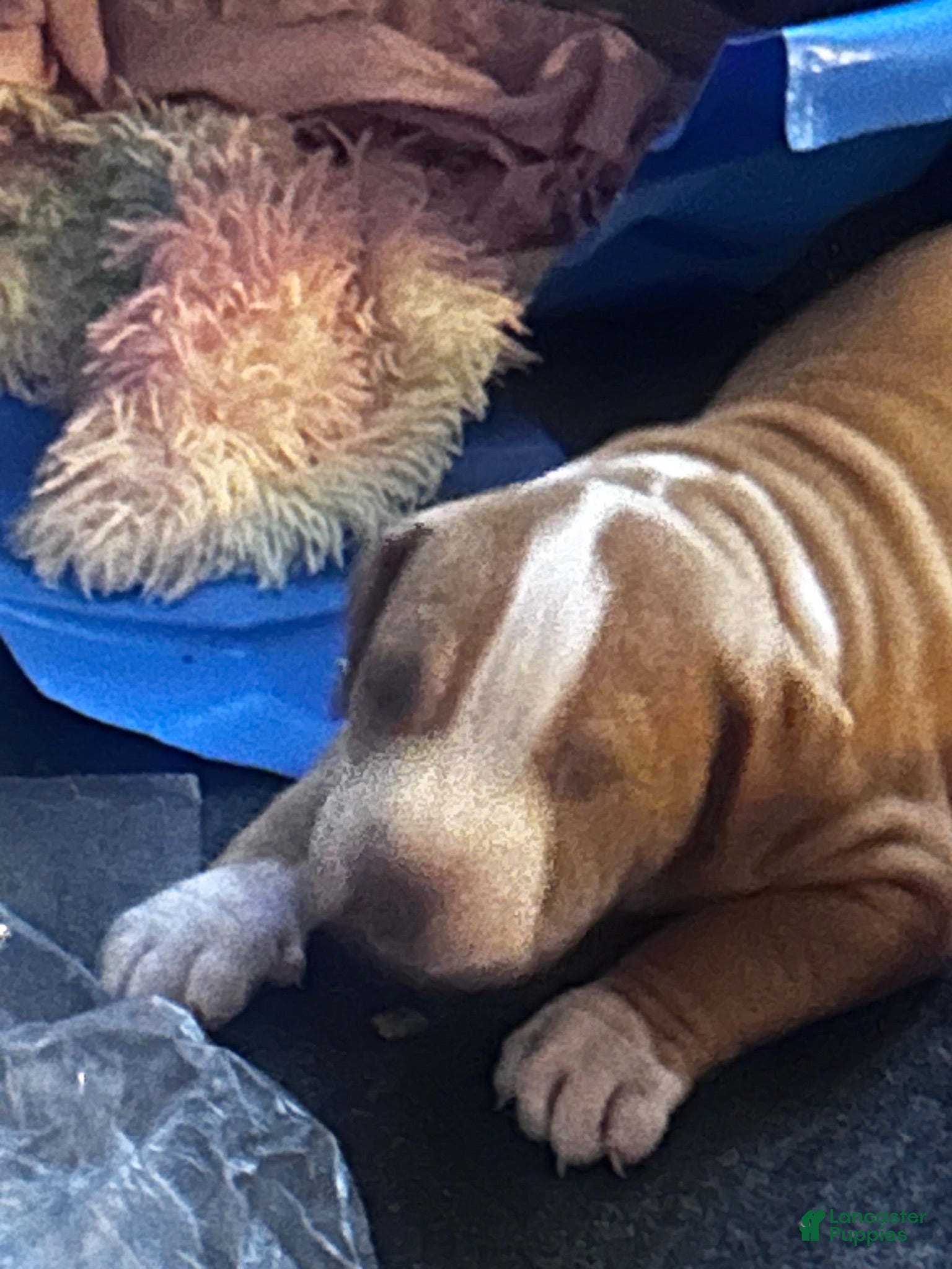 American Pit Bull Terrier dogs Jaffey - Ad 6