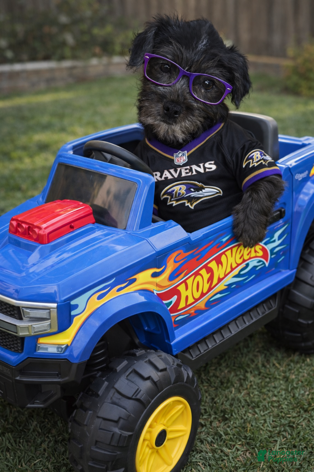 Shihpoo dogs Shihpoo Puppy 1 - Ad 1