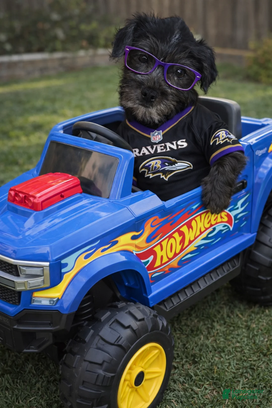 Shihpoo dogs for sale: Shihpoo Puppy 1 - Ad 1