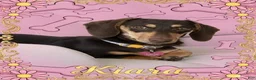 Mixed Breed dogs for sale: Hershey - Ad 5