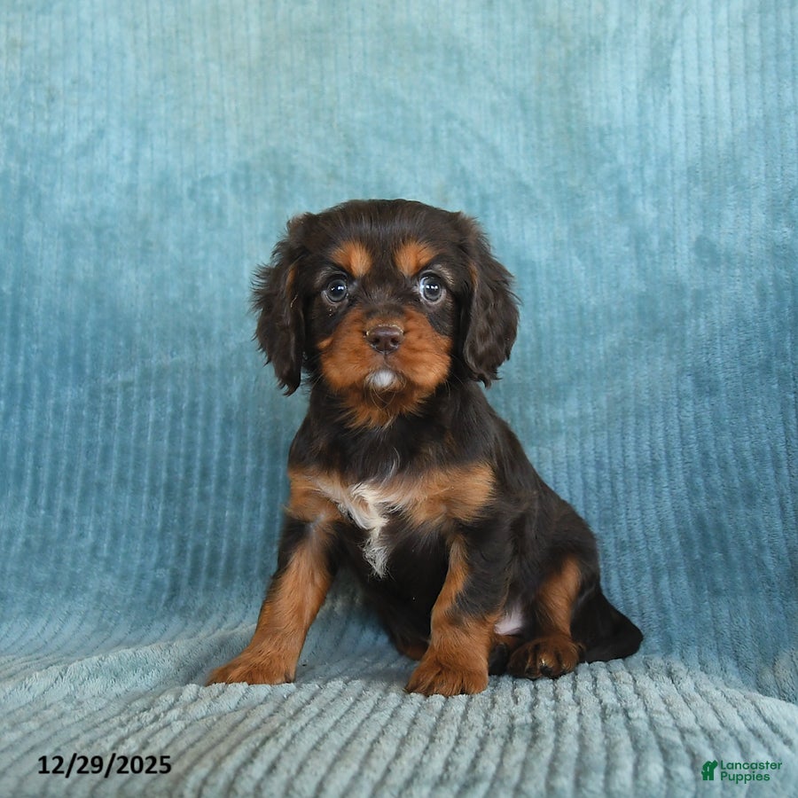 Cavalier King Charles Spaniel dogs Cosmo   - Ad 5