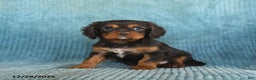 Cavalier King Charles Spaniel dogs for sale: Cosmo   - Ad 1