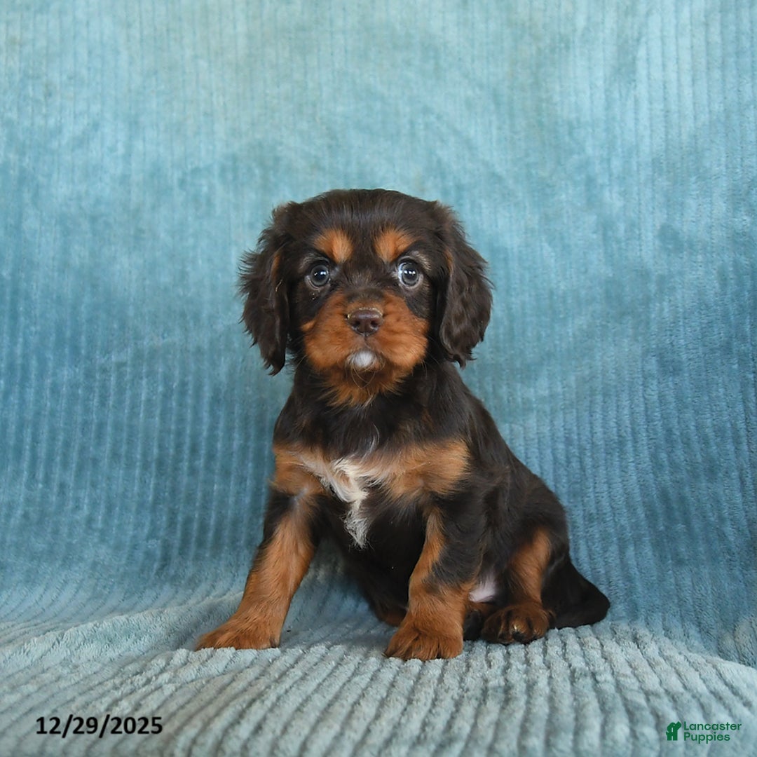 Cavalier King Charles Spaniel dogs for sale: Cosmo   - Ad 1