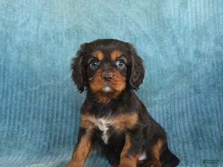 Cavalier King Charles Spaniel dogs Cosmo - Ad 5