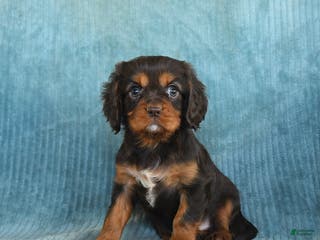 Cavalier King Charles Spaniel dogs Cosmo - Ad 37