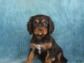 Cavalier King Charles Spaniel dogs Cosmo - Ad 41