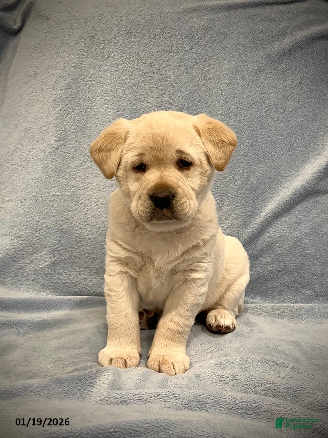 Labrador Retriever dogs Pansy - Ad 2