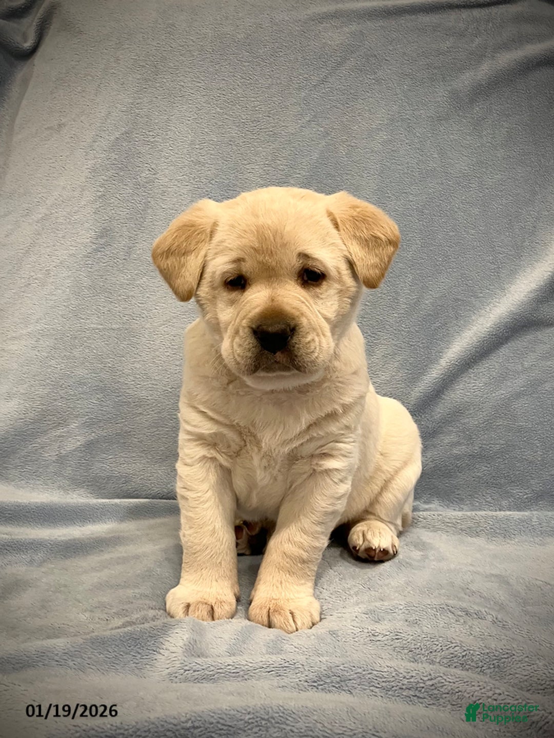 Labrador Retriever dogs for sale: Pansy - Ad 1