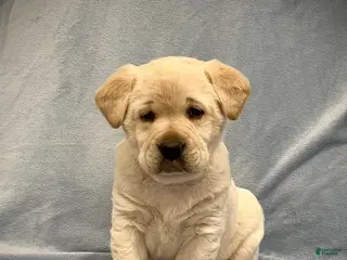 Labrador Retriever dogs Pansy - Ad 23