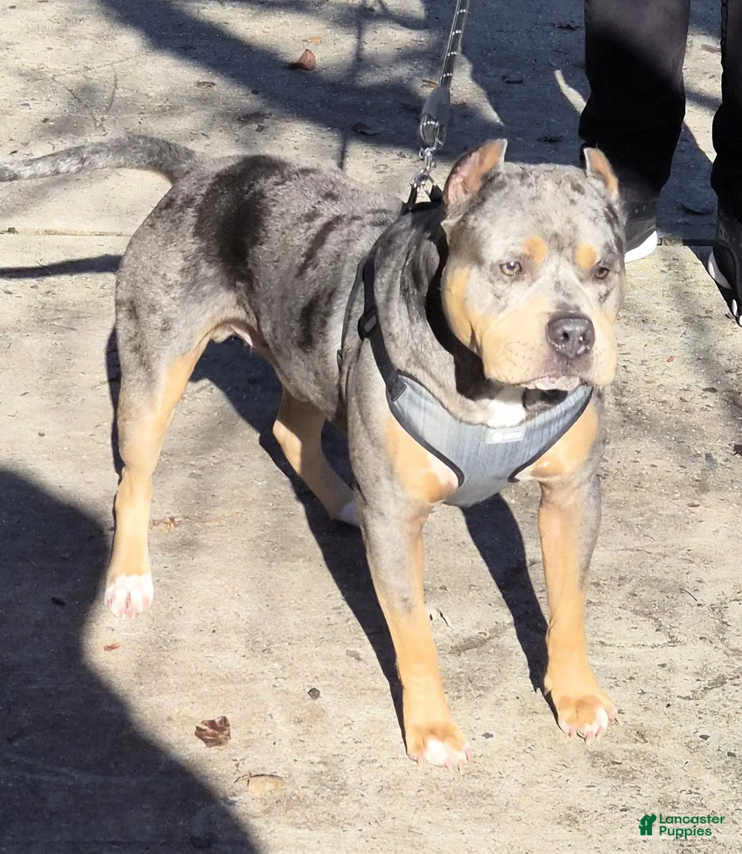 American Bully dogs for sale: "AAHLIYA" LILATRI COLOR - Ad 7