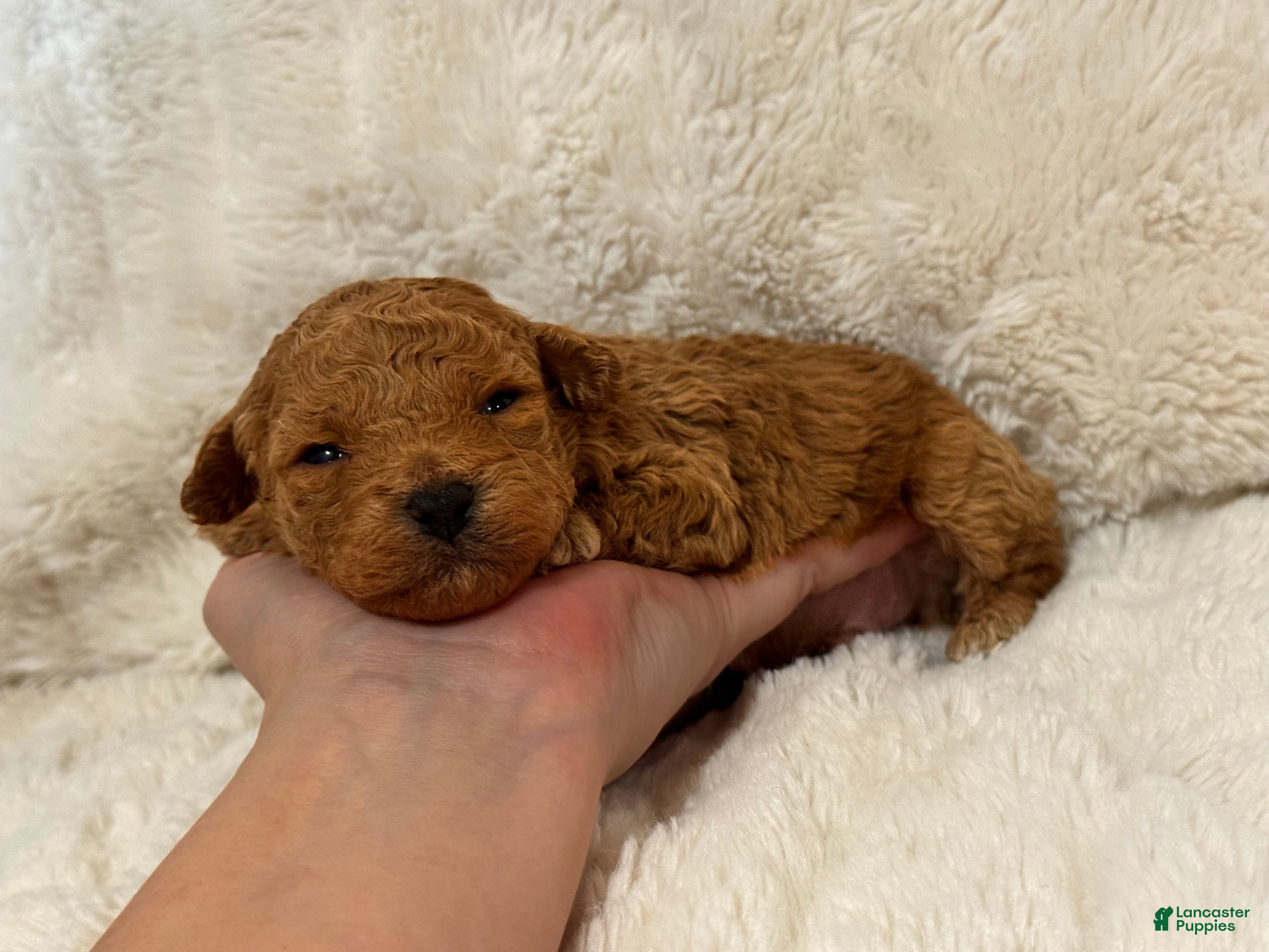 Toy Poodle dogs Theo  - Ad 20