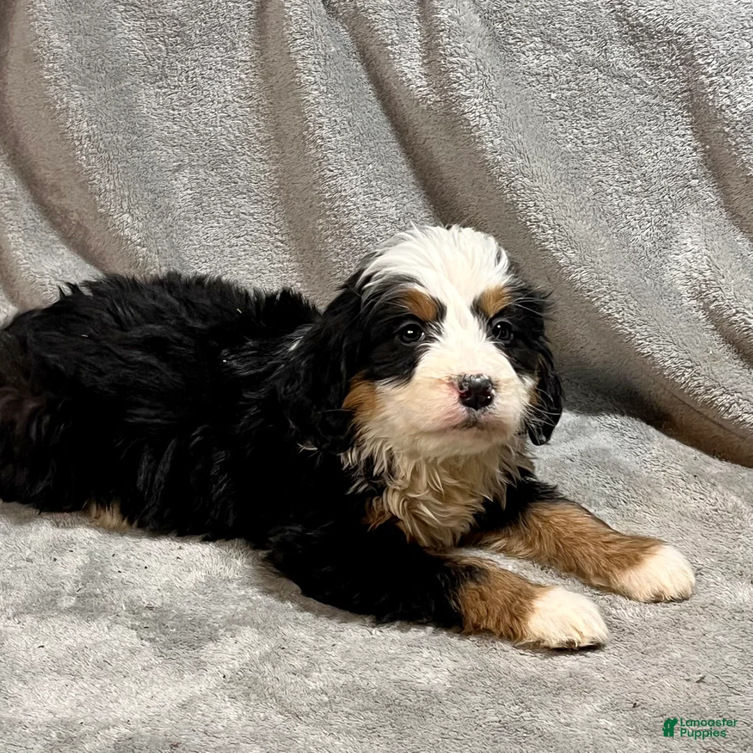 Bernedoodle dogs for sale: Morgan - Ad 3