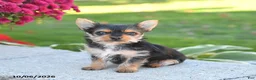 Yorkshire Terrier dogs for sale: Zoey - Ad 3