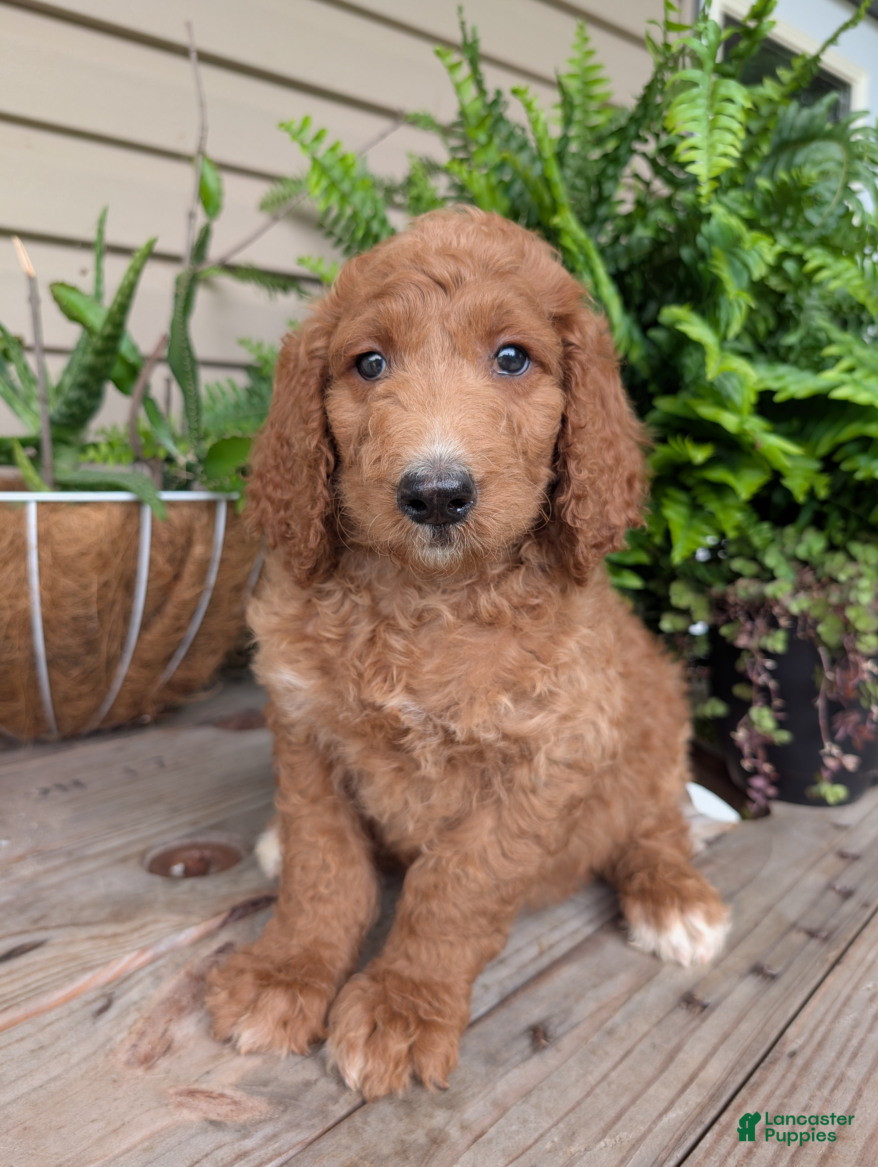 Goldendoodle dogs Rusty  - Ad 2