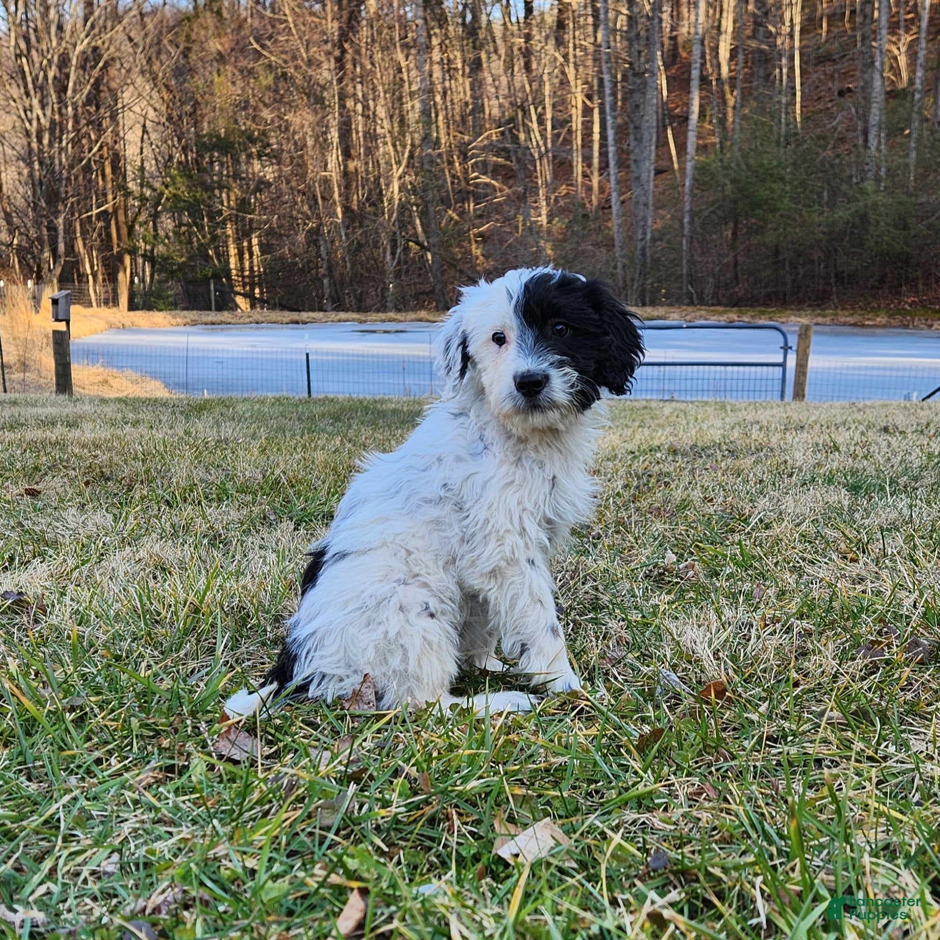 Portuguese Water Dog dogs Cliff - Ad 1