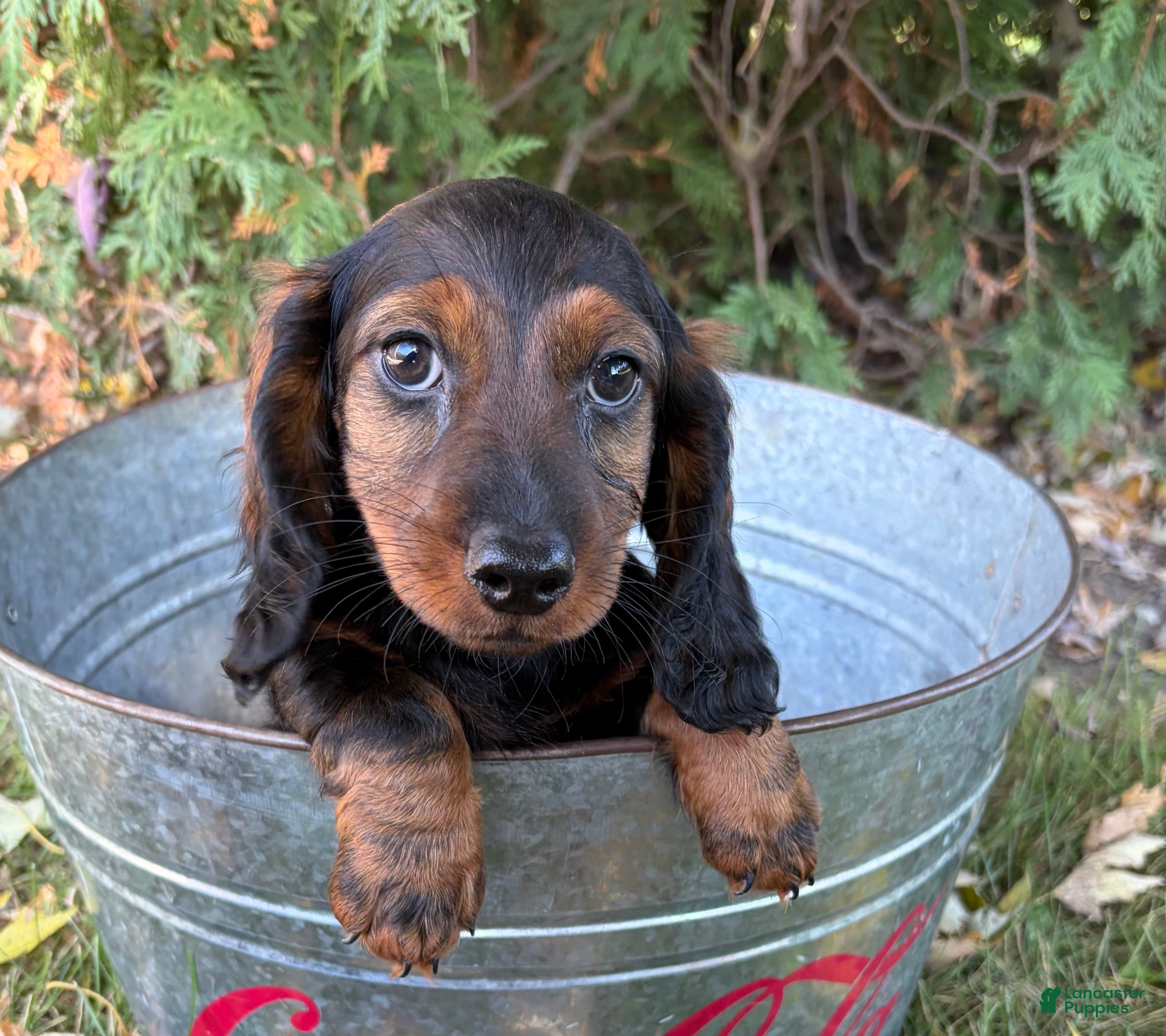 Miniature Dachshund dogs Dominic - Ad 2
