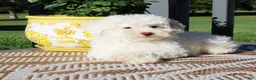 Toy Poodle dogs for sale: Hydrangea - Ad 4