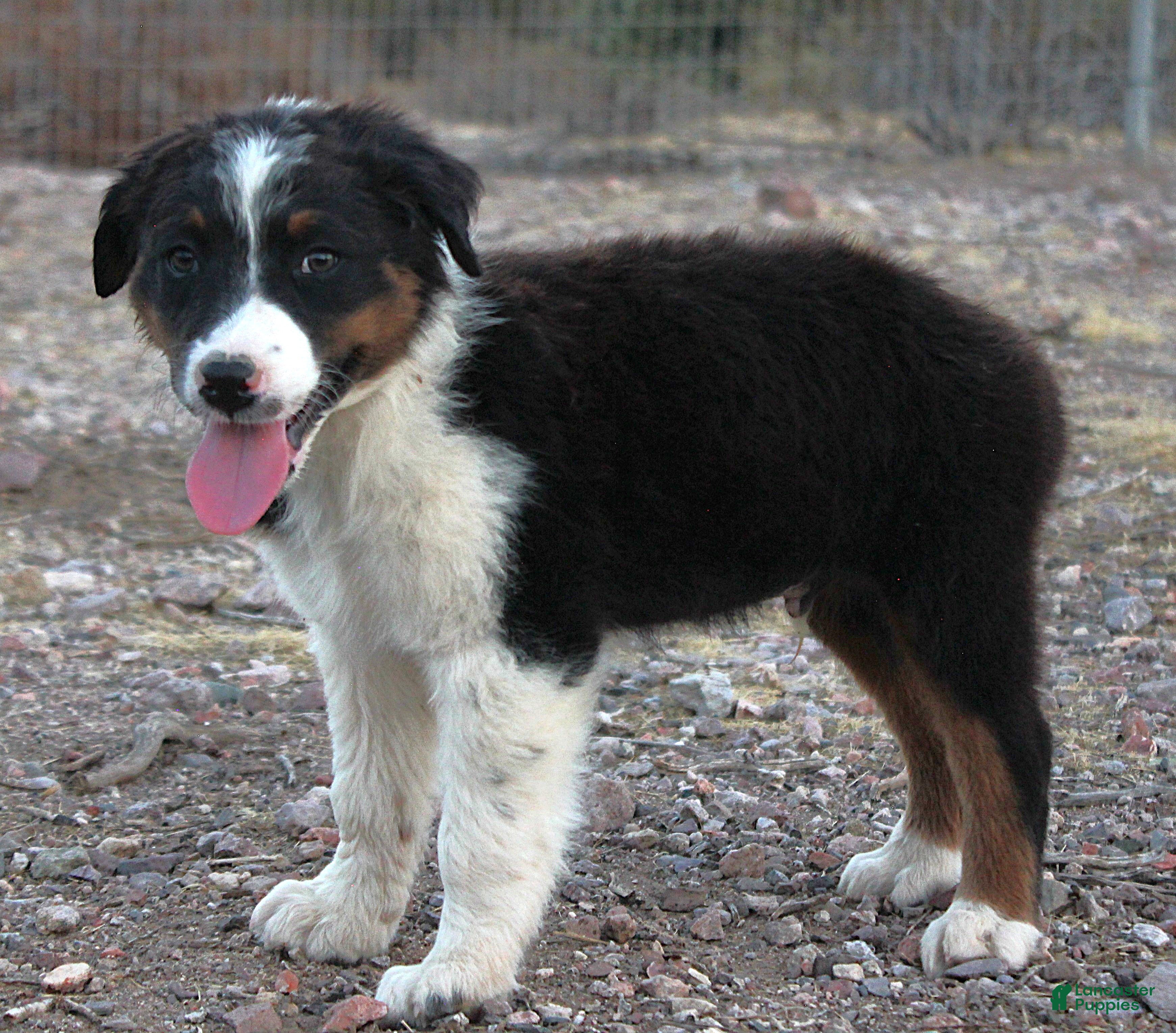 Australian Shepherd dogs Black tri male - Ad 2