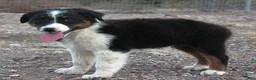 Australian Shepherd dogs for sale: Black tri male - Ad 2