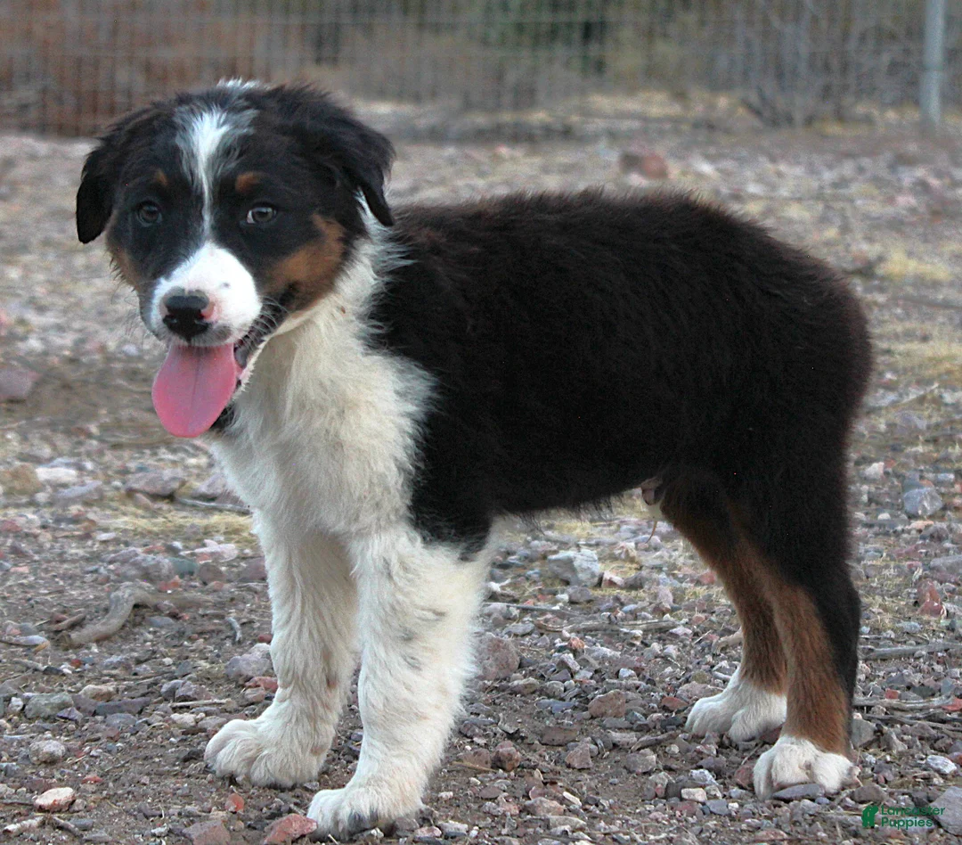 Australian Shepherd dogs for sale: Black tri male - Ad 2
