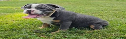 Mixed Breed dogs for sale: Big Bubba Blue - Ad 5