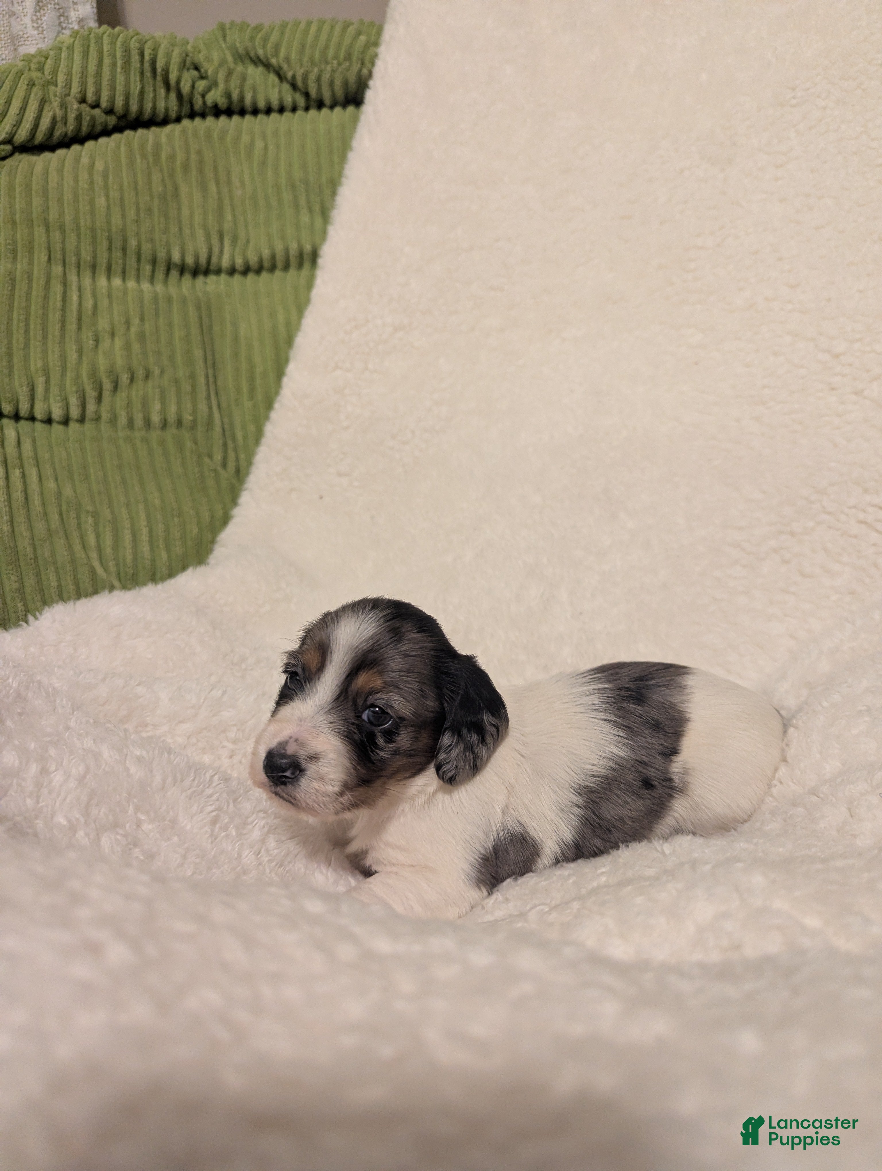 Dachshund dogs Annie - Ad 41