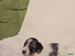 Dachshund dogs Annie - Ad 41