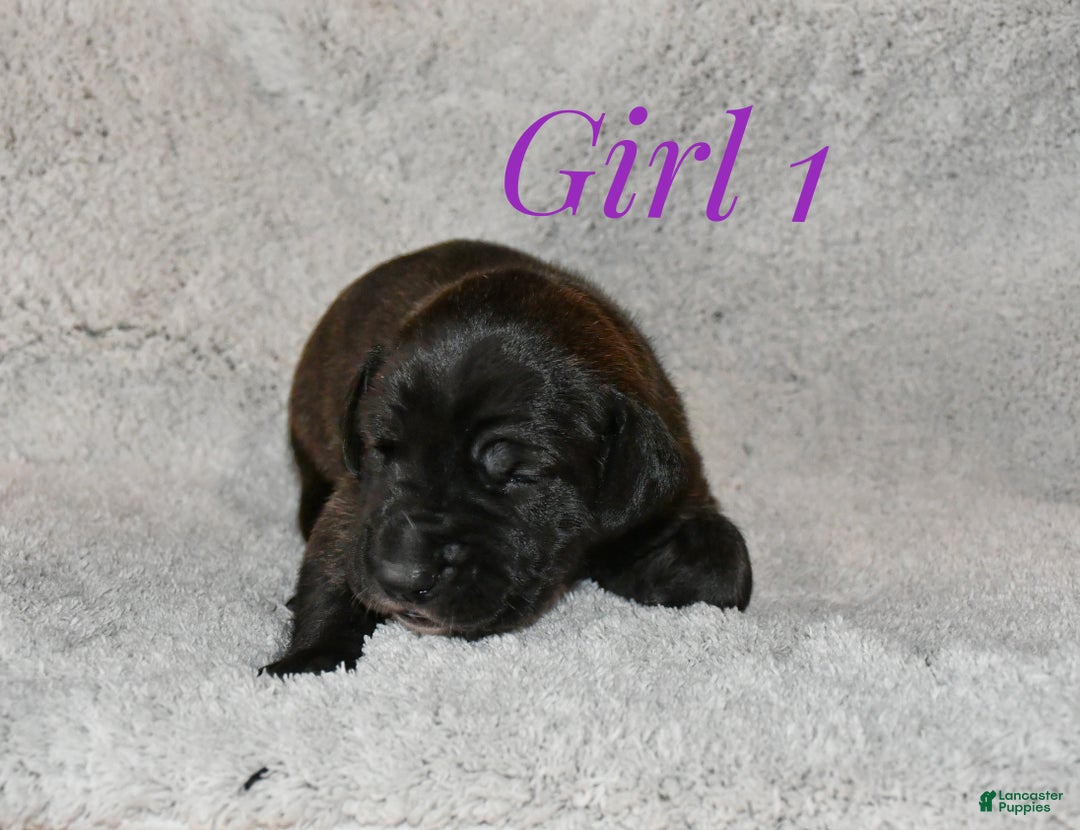Great Dane dogs for sale: Girl black - Ad 5