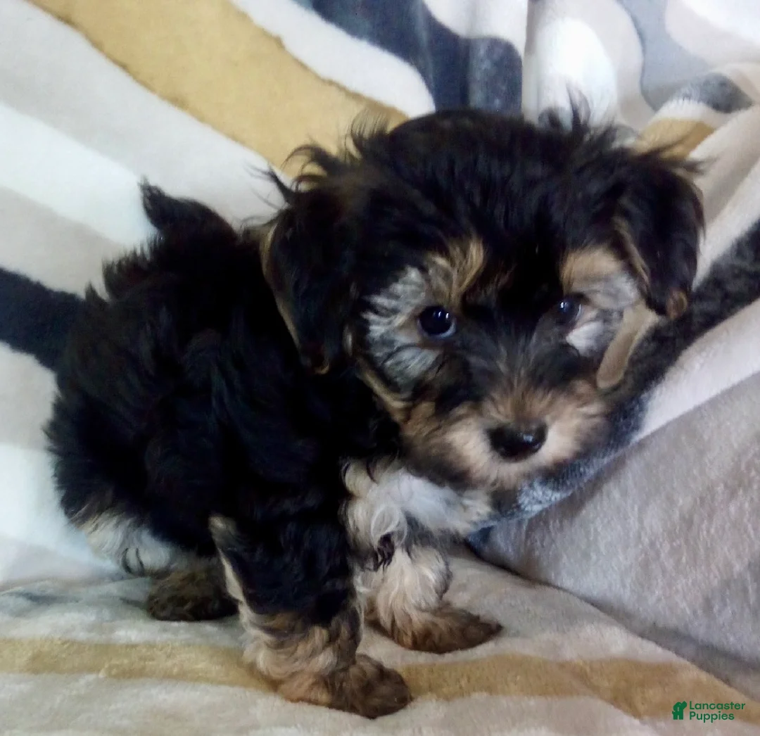 Yochon dogs for sale: Morris - Ad 2