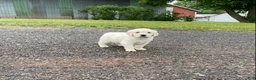 Golden Retriever dogs for sale: Louie - Ad 8