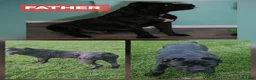Cane Corso dogs for sale: Shuri - Ad 7