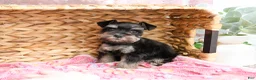 Miniature Schnauzer dogs for sale: Stormi  - Ad 3