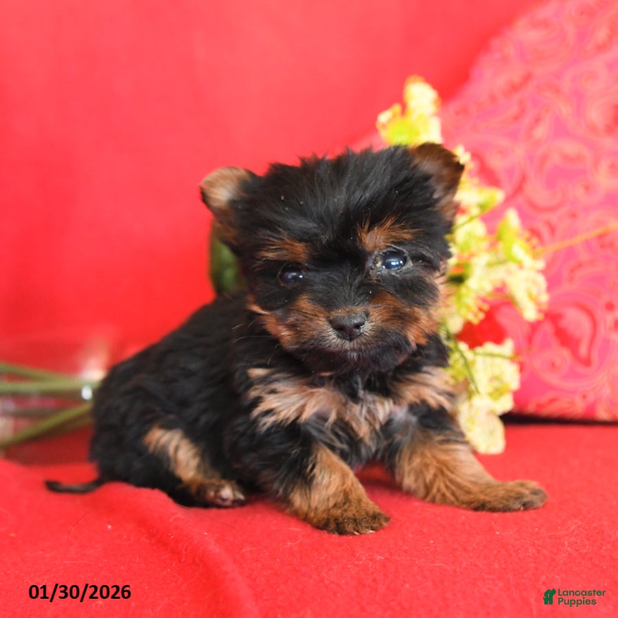 Yorkshire Terrier dogs Pixie - Ad 13
