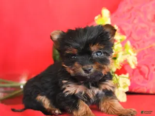 Yorkshire Terrier dogs Pixie - Ad 13