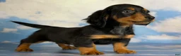 Miniature Dachshund dogs for sale: AKC Vince LH Parents DNA & CHIC choc carrier  - Ad 4