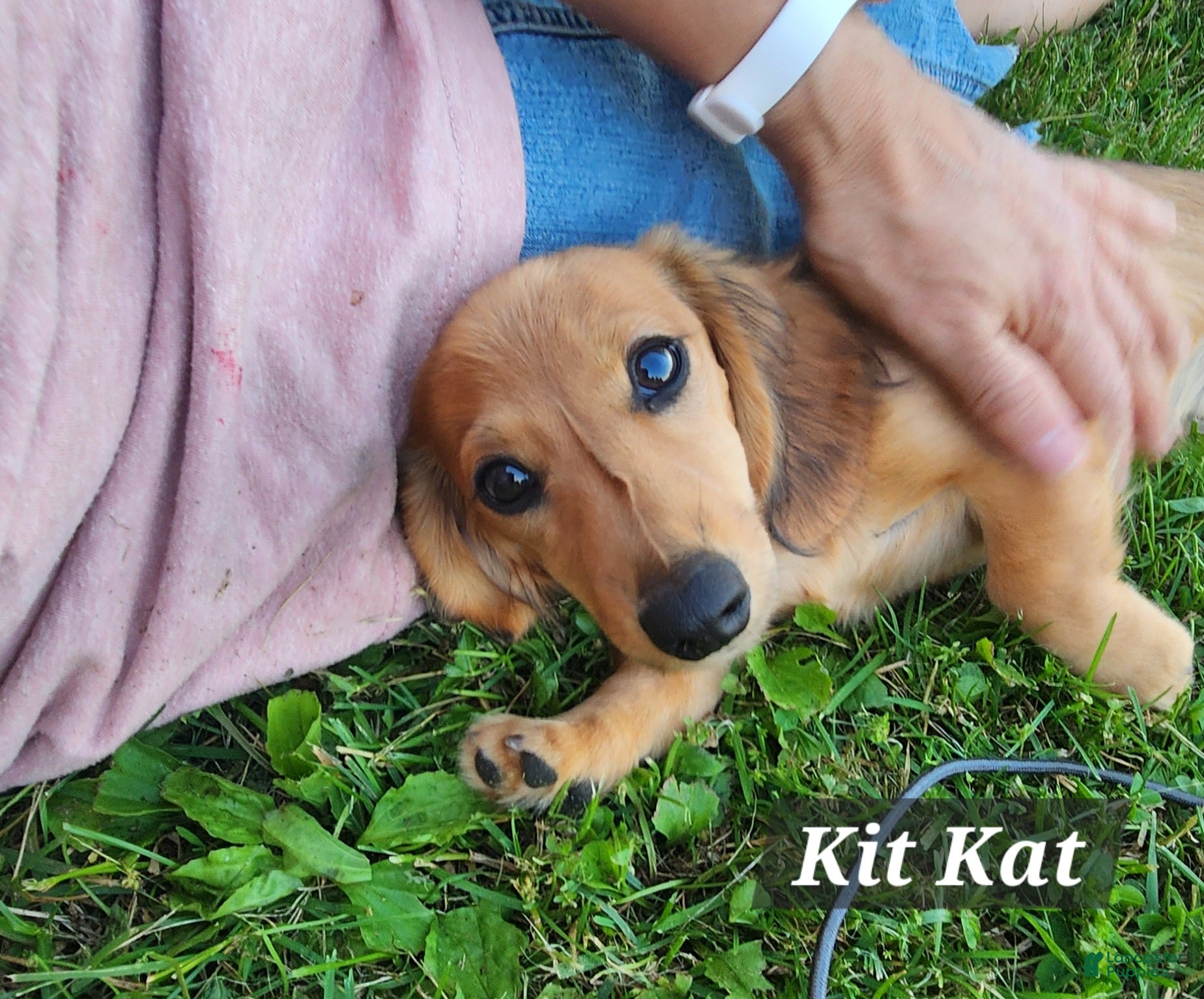 Miniature Dachshund dogs Kit Kat - Ad 1