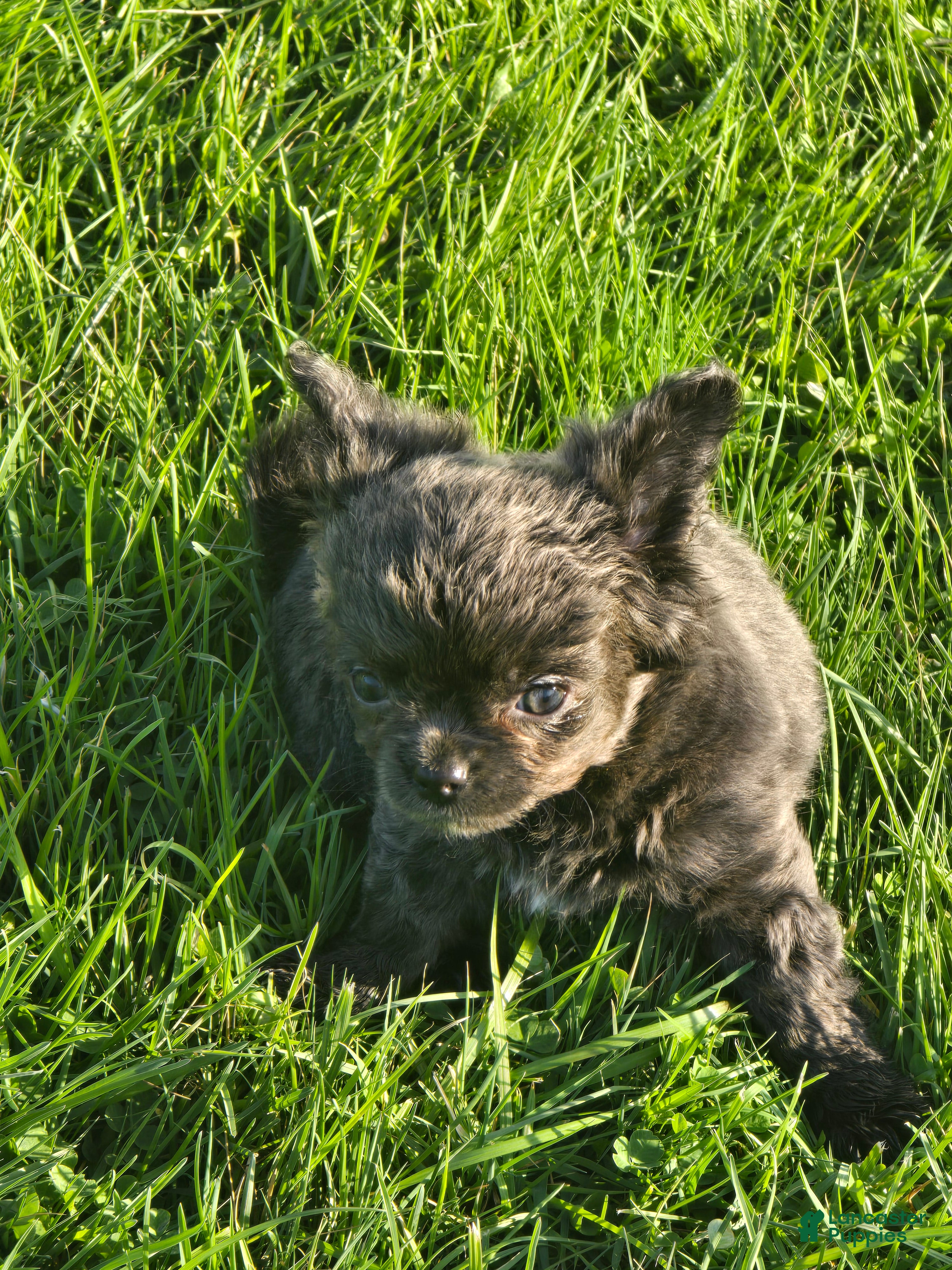 Chihuahua dogs landon - Ad 31