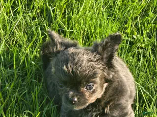 Chihuahua dogs landon - Ad 31