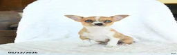 Chihuahua dogs for sale: Rosie - Ad 4