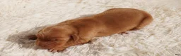 Golden Retriever dogs for sale: Daisy -AKC, Genetically Clear - Ad 41