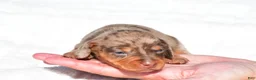 Miniature Dachshund dogs for sale: Holly - Ad 9