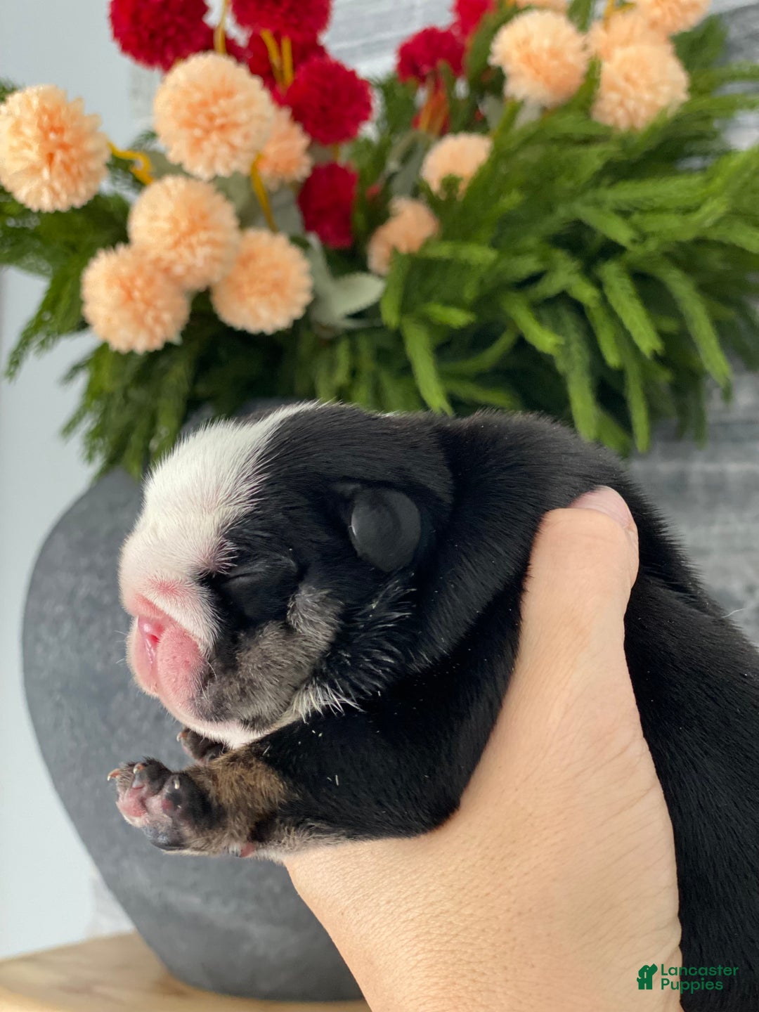 English Bulldog dogs for sale: Mad Mia - Ad 3