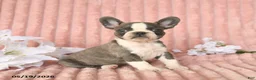 Frenchton dogs for sale: Sammy - Ad 3