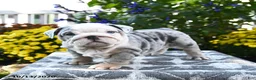 English Bulldog dogs for sale: Tamarisk - Ad 5