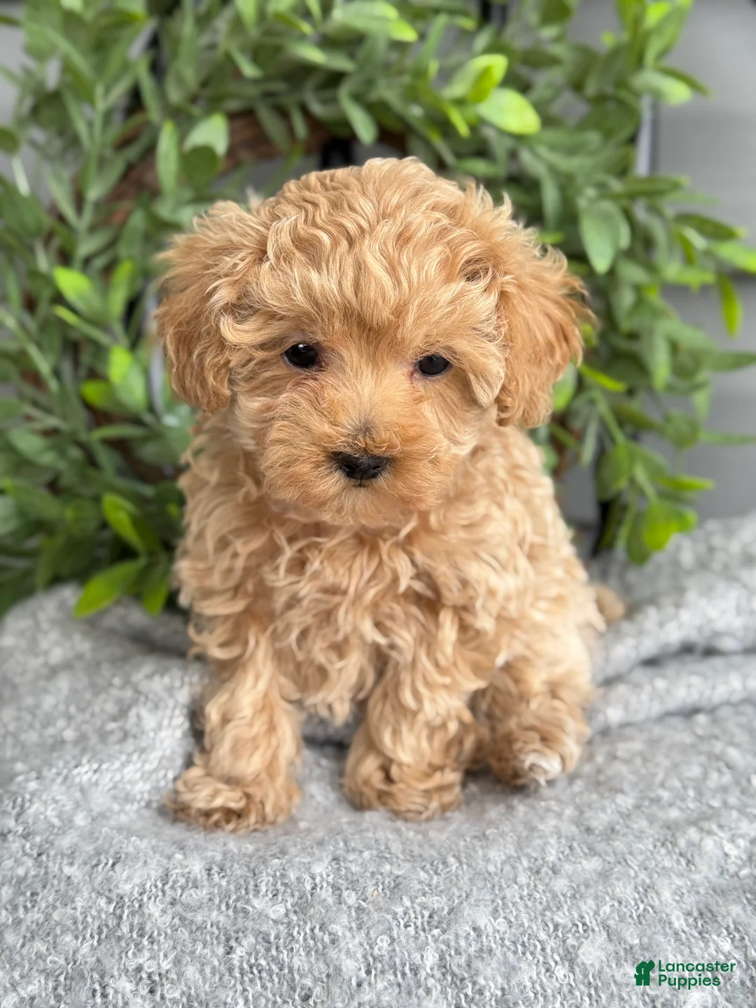 Maltipoo dogs for sale: Tillie - Ad 12